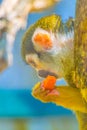 Common squirrel monkey is eating a piece of fruit...IMAGE Royalty Free Stock Photo