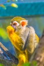 Common squirrel monkey is eating a piece of fruit...IMAGE Royalty Free Stock Photo