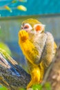 Common squirrel monkey is eating a piece of fruit...IMAGE Royalty Free Stock Photo