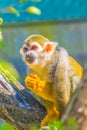 Common squirrel monkey is eating a piece of fruit...IMAGE Royalty Free Stock Photo