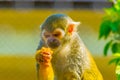 Common squirrel monkey is eating a piece of fruit...IMAGE Royalty Free Stock Photo