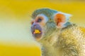 Common squirrel monkey is eating a piece of fruit...IMAGE Royalty Free Stock Photo