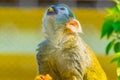 Common squirrel monkey is eating a piece of fruit...IMAGE Royalty Free Stock Photo