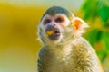 Common squirrel monkey is eating a piece of fruit...IMAGE Royalty Free Stock Photo