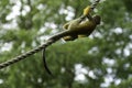 Common squirrel monkey hanging on a rope