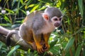 Common squirrel monkey