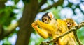 Common squirrel monkey with a infant on its back in closeup, tropical animal specie from the amazon basin of America Royalty Free Stock Photo