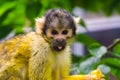 Common squirrel monkey with its face in closeup, funny and cute tropical primate specie from America Royalty Free Stock Photo