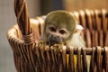 Common squirrel monkey leans out of a basket