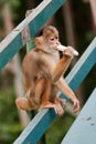 Common Squirrel Monkey Manaus Brazil Royalty Free Stock Photo