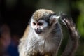 Common squirrel monkey portrait Royalty Free Stock Photo