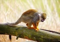 Common squirrel monkey (Saimiri sciureus) Royalty Free Stock Photo