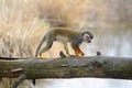 Common squirrel monkey (Saimiri sciureus) Royalty Free Stock Photo