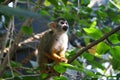 Common Squirrel Monkey - Saimiri sciureus Royalty Free Stock Photo