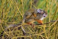 Common squirrel monkey Saimiri sciureus monkey with a baby on its back