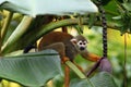 The common squirrel monkey Saimiri sciureus on banana tree Royalty Free Stock Photo