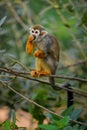 Common Squirrel Monkey - Saimiri sciureus Royalty Free Stock Photo