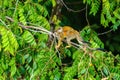 Common Squirrel Monkey (Saimiri sciureus) carrying her baby, taken in Manuel Antonio, Costa Rica Royalty Free Stock Photo