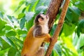 Common Squirrel Monkey (Saimiri sciureus) cautiously eyeing up the path above, taken in Manuel Antonio, Costa Rica Royalty Free Stock Photo