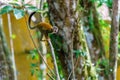 Common Squirrel Monkey (Saimiri sciureus) cilmbing down a thin branch in Costa Rica Royalty Free Stock Photo
