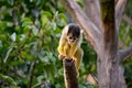 Common Squirrel Monkey clinging to a dead tree Royalty Free Stock Photo