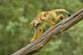 Common Squirrel Monkey - Saimiri sciureus Royalty Free Stock Photo