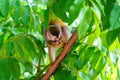 Common Squirrel Monkey (Saimiri sciureus) eating an egg pulled from a nest, in Manuel Antonio Costa Rica Royalty Free Stock Photo