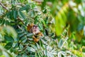 Common Squirrel Monkey (Saimiri sciureus) eating seeds from a tree in Manuel Antonio, Costa Rica Royalty Free Stock Photo