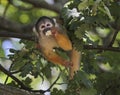 Common squirrel monkey, saimiri sciureus Royalty Free Stock Photo