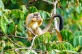 Common Squirrel Monkey (Saimiri sciureus) feeding off a seed pod in jungle canopy in Costa Rica Royalty Free Stock Photo