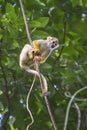 Common squirrel monkey, Saimiri sciureus Royalty Free Stock Photo