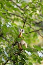 Common Squirrel Monkey (Saimiri sciureus) found in South America Royalty Free Stock Photo