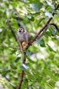 Common Squirrel Monkey (Saimiri sciureus) found in South America Royalty Free Stock Photo