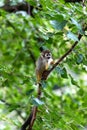 Common Squirrel Monkey (Saimiri sciureus) found in South America Royalty Free Stock Photo