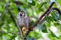 Common Squirrel Monkey (Saimiri sciureus) found in South America Royalty Free Stock Photo