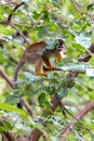 Common Squirrel Monkey (Saimiri sciureus) found in South America Royalty Free Stock Photo