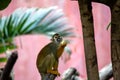 Common Squirrel Monkey (Saimiri sciureus) found in South America Royalty Free Stock Photo