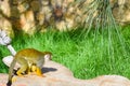 The common squirrel monkey Saimiri sciureus Royalty Free Stock Photo