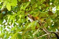 Common Squirrel Monkey (Saimiri sciureus) in jungle canopy, taken in Costa Rica Royalty Free Stock Photo