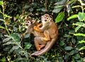 Common squirrel monkey Saimiri sciureus Royalty Free Stock Photo