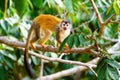 Common Squirrel Monkey (Saimiri sciureus) moving along a branch in Costa Rican jungle Royalty Free Stock Photo