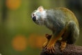 Common Squirrel Monkey, Saimiri Sciureus, Native To Amazon Basin, Brazil. Small, Colorful, Olive Green Rainforest Monkey,