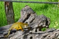 The common squirrel monkey Saimiri sciureus