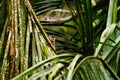 Common Squirrel Monkey (Saimiri sciureus) peeking from behind a palm frond, in Costa Rica Royalty Free Stock Photo