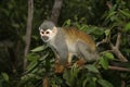 Common squirrel monkey, Saimiri sciureus