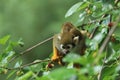 Common squirrel monkey, Saimiri sciureus, sits on mulberry tree. Mother with young one on her back. Animal family. Royalty Free Stock Photo