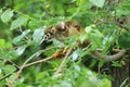 Common squirrel monkey, Saimiri sciureus, sits on mulberry tree. Mother with young one on her back. Animal family. Royalty Free Stock Photo