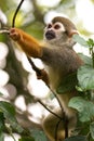 Common squirrel monkey Saimiri sciureus, small furry monkey, climbing on the tree, searching for some meal, bokeh background. Royalty Free Stock Photo