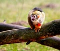 Common squirrel monkey (Saimiri sciureus) Royalty Free Stock Photo