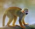 Common squirrel monkey (Saimiri sciureus)